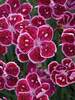 Dianthus Fire and Ice