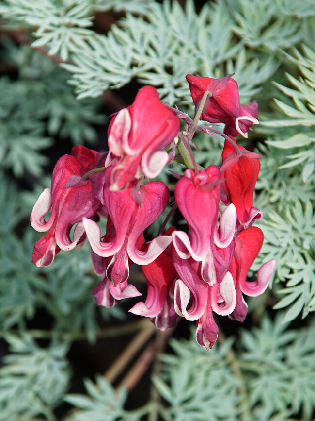 Dicentra Fire Island Bluestone Perennials