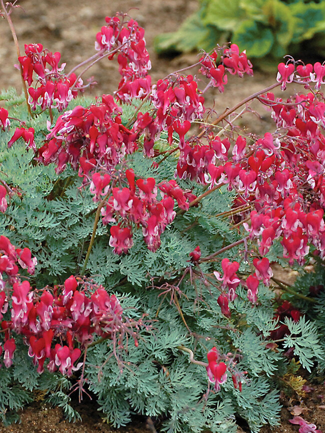 Dicentra Fire Island Bluestone Perennials