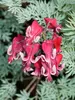 Dicentra Fire Island