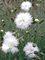 Dianthus Itsaul-White