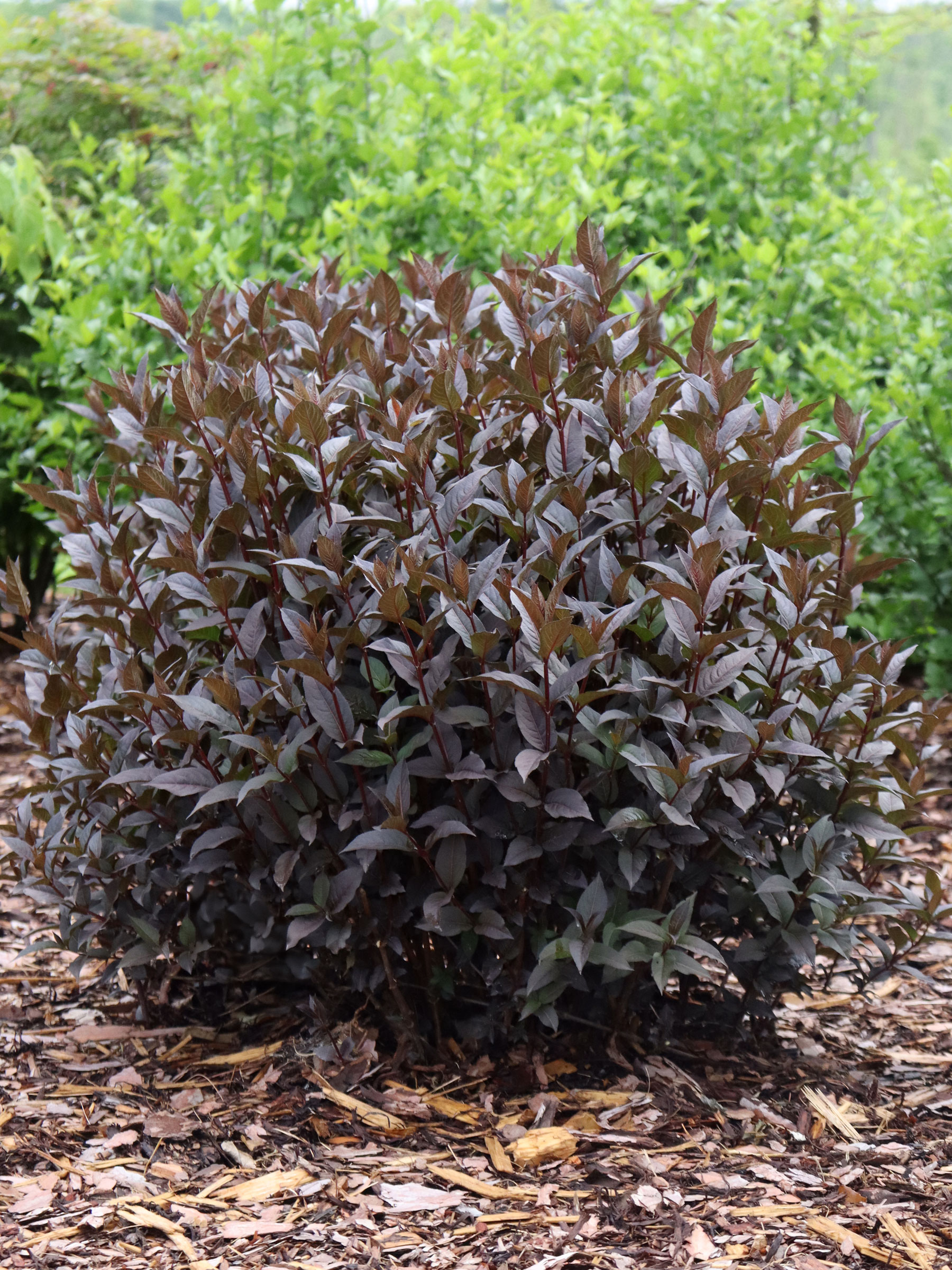 Diervilla Kodiak Jet Black | Bluestone Perennials