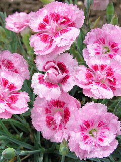 Dianthus