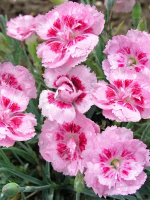 Link to Dianthus Jan Louise