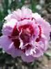 Dianthus Jan Louise