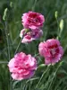 Dianthus Jan Louise