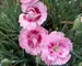 Dianthus Jan Louise