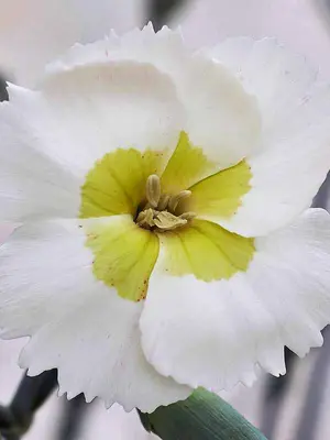 Link to Dianthus Key Lime Pie