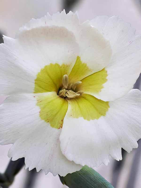 Dianthus Key Lime Pie