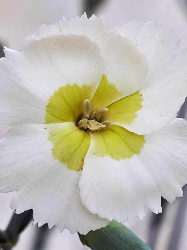 Dianthus Key Lime Pie