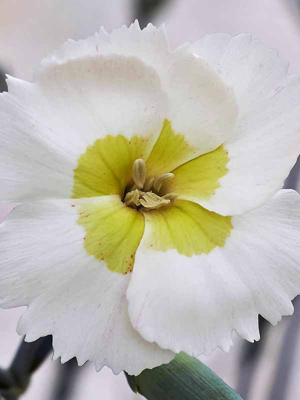 Dianthus Key Lime Pie | Bluestone Perennials