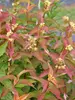 Diervilla Kodiak Orange