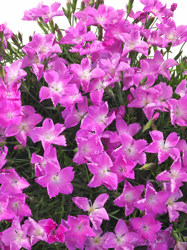 Dianthus Kahori Pink