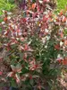 Diervilla Kodiak Red