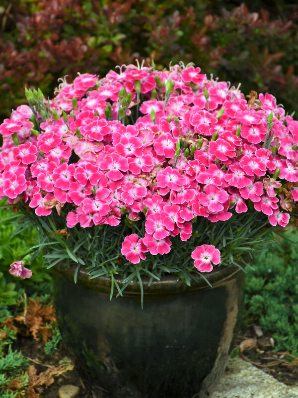 Dianthus Lip Gloss