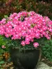Dianthus Lip Gloss