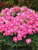 Dianthus Lip Gloss