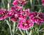 Dianthus Everlast Lilac