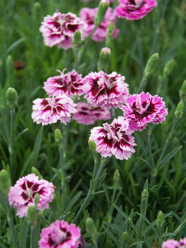 Dianthus Everlast Lilac