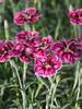 Dianthus Everlast Lilac