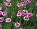 Dianthus Everlast Lilac