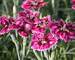 Dianthus Everlast Lilac