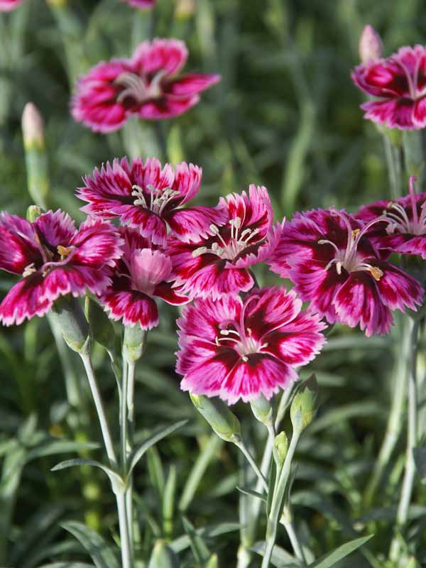 Dianthus Everlast Lilac | Bluestone Perennials