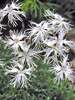 Dianthus Little Maiden