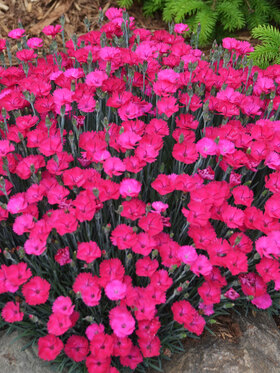 Photo of DIANTHUS PAINT THE TOWN MAGENTA*
