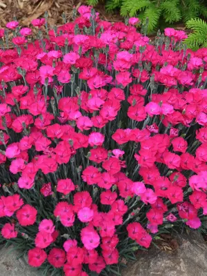 Link to Dianthus Paint the Town Magenta