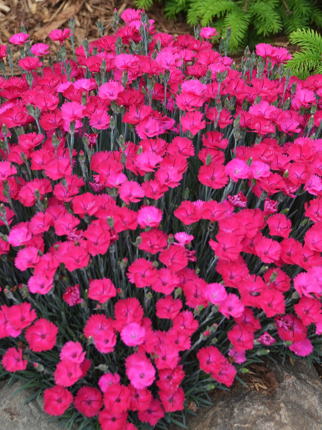 Dianthus Paint the Town Magenta