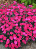 Dianthus Paint the Town Magenta