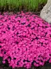 Dianthus Paint the Town Magenta