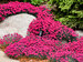 Dianthus Paint the Town Magenta