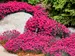 Dianthus Paint the Town Magenta