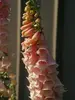 Digitalis Mertonensis