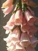 Digitalis Mertonensis