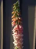 Digitalis Mertonensis