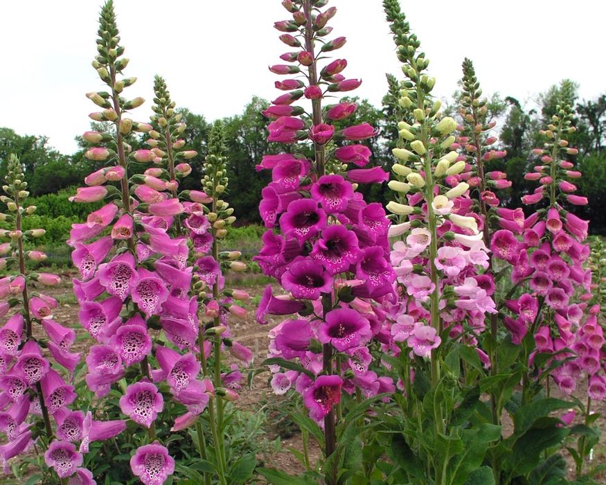 Digitalis Mertonensis Summer King Bluestone Perennials