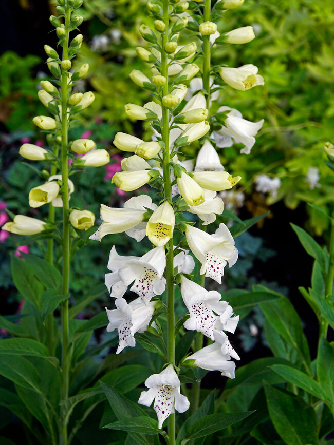 Digitalis Candy Mountain White