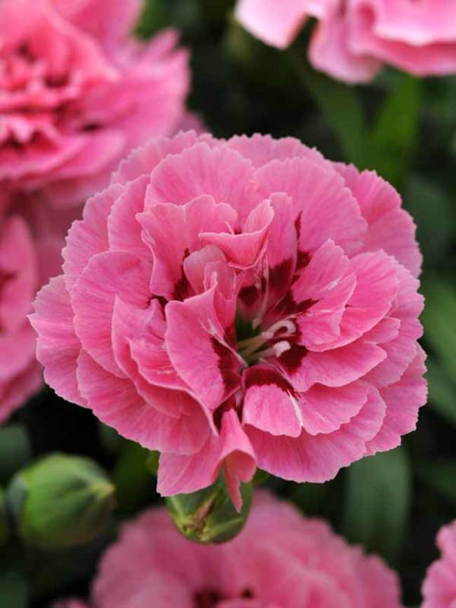 Acheter oeillet Dianthus Oscar Pink And Purple pas cher sur