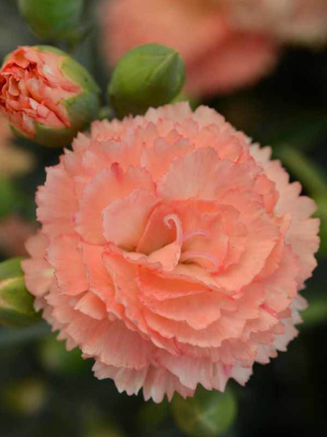 Dianthus Super Trouper Orange