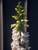 Digitalis Pam