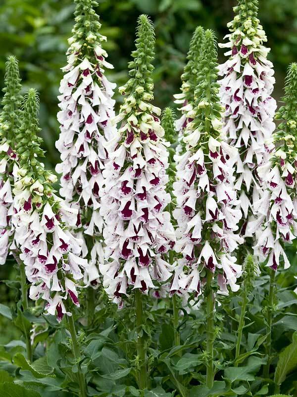 Digitalis Pam's Choice