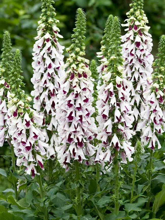 Digitalis Pam's Choice