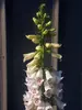 Digitalis Pam's Choice