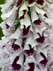 Digitalis Pam's Choice