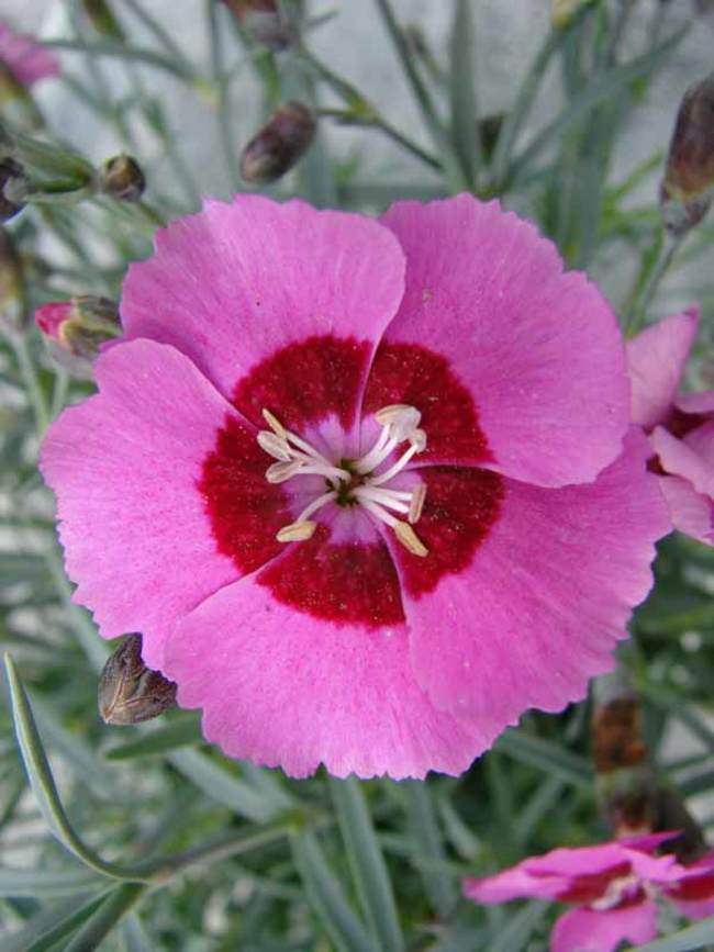 Dianthus Peppermint Star