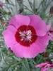 Dianthus Peppermint Star