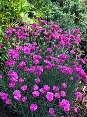 Link to Dianthus Pink Fire